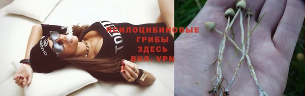прущие грибы Волосово